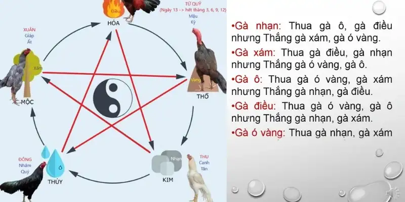 Hướng dẫn cách xem màu mạng gà đá hôm nay chuẩn theo ngũ hành