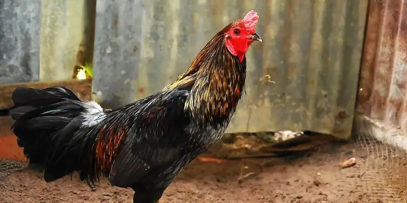 Hướng Dẫn Chọn Gà Bướm Đá Ngày Nào Tốt Nhất Theo Mạng Gà Đá