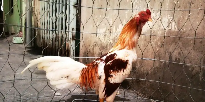 Một Số Lưu Ý Quan Trọng Khi Chọn Ngày Đá Cho Gà Bướm
