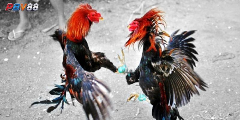 Bảng so sánh một số giống gà đá cựa sắt nổi bật