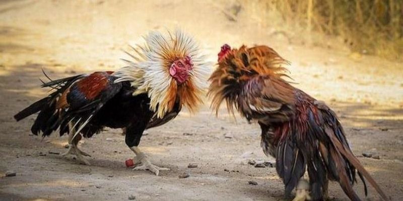 Các kênh phát sóng và cách theo dõi lịch đá gà