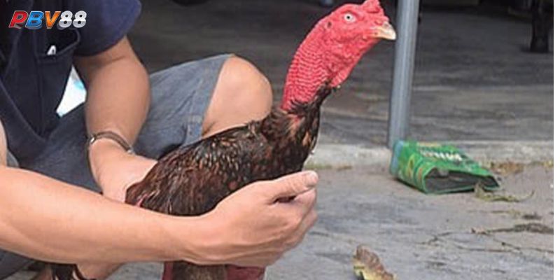 Các lưu ý quan trọng khi nuôi gà đá với thức ăn tự nhiên