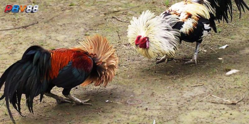Cách Chăm Sóc Gà Tre Đá Trong Điều Kiện Khép Kín