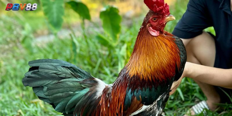 Cách Nuôi Gà Đá Với Cỏ Linh Lăng