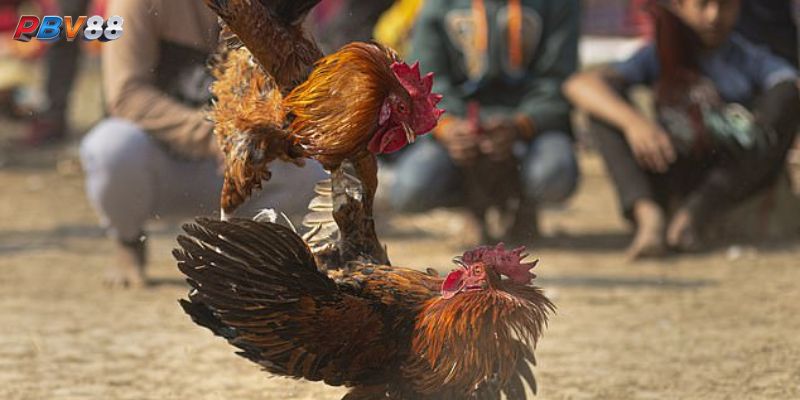 Cấu Trúc Một Trận Đá Gà