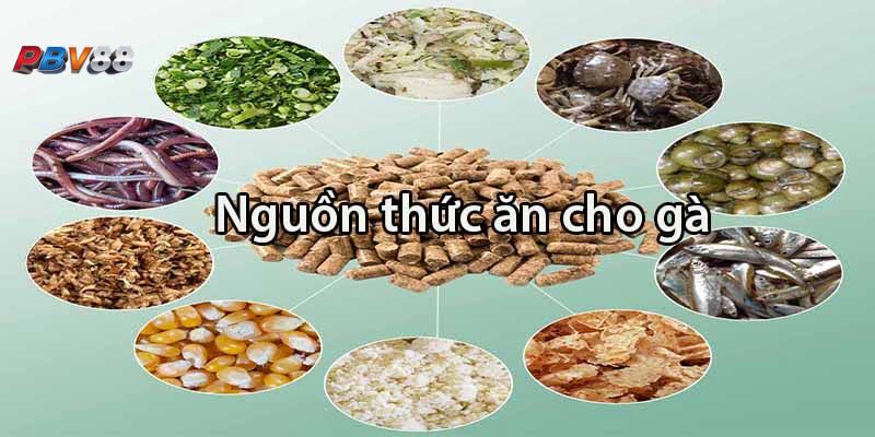 Cùng tìm hiểu về kỹ thuật nuôi gà đá