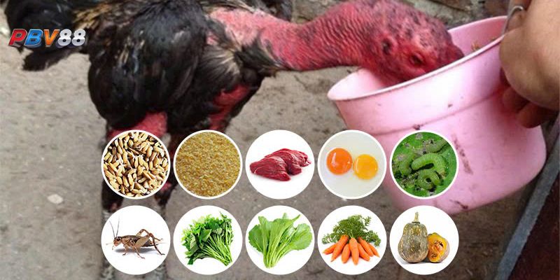 Hiểu về kỹ thuật nuôi gà đá với thức ăn tự nhiên