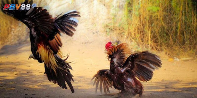 Hướng Dẫn Đọc Lịch Đá Gà Hiệu Quả