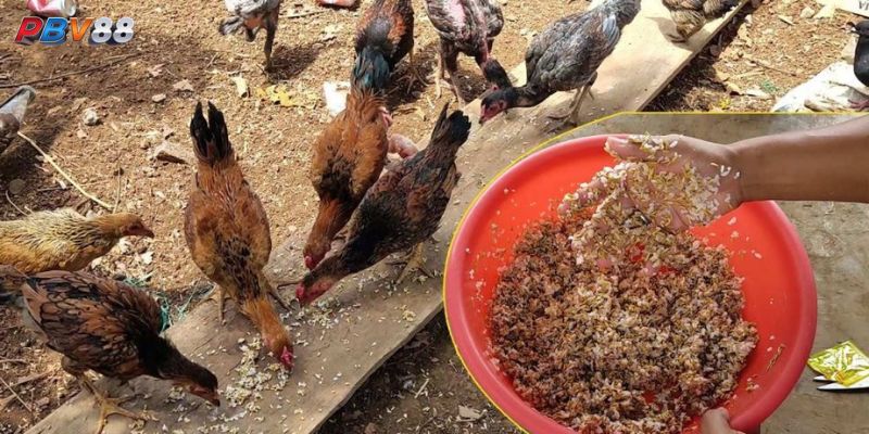Hướng dẫn kỹ thuật nuôi gà đá với thức ăn tự nhiên