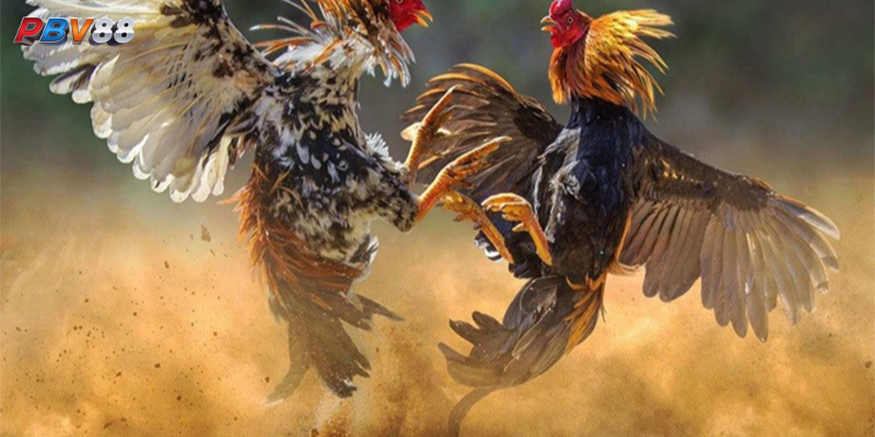Hướng dẫn sử dụng thuốc nuôi gà đá bo lớn