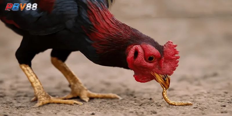 Kỹ thuật chăm sóc gà đá