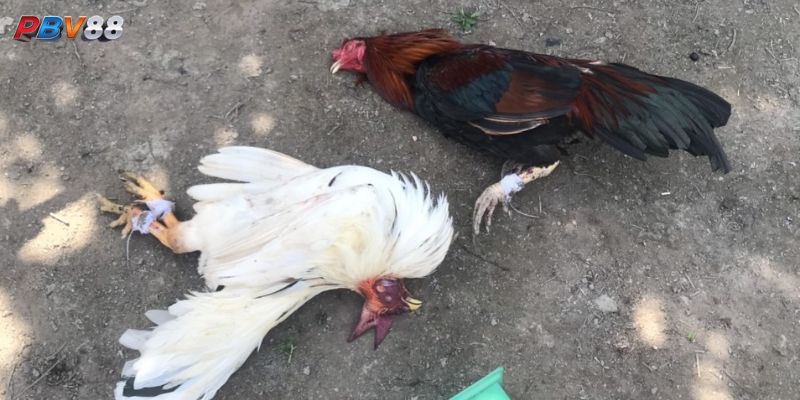 Một số bệnh thường gặp ở gà đá và cách phòng tránh