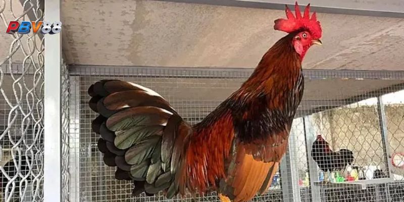 Một số điều cần biết về gà đá cựa sắt