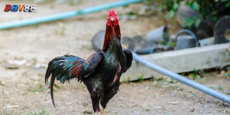 Một Số Lưu Ý Khi Nuôi Gà Đá