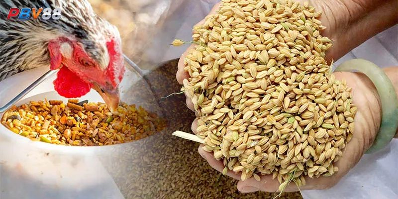 Nhóm thức ăn cho gà đá ăn tăng cân nhanh