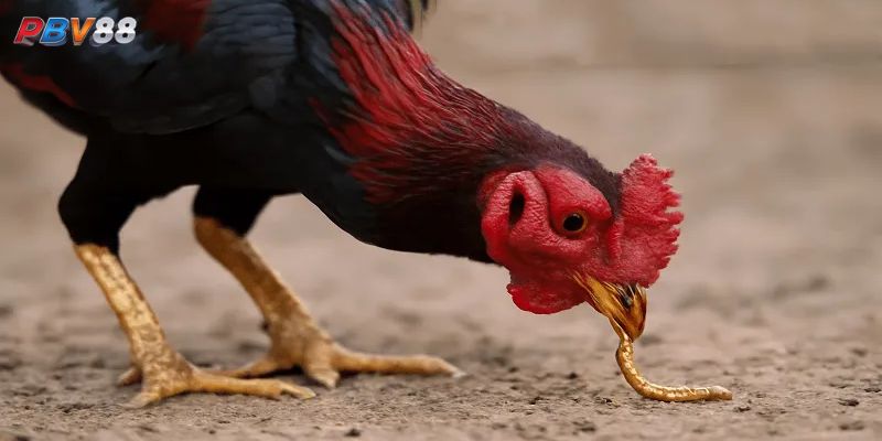 Nuôi gà đá cho ăn gì để tăng cân ?