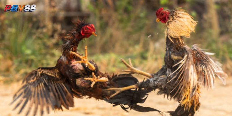Tầm Quan Trọng Của Việc Xem Ngày Gà Đá