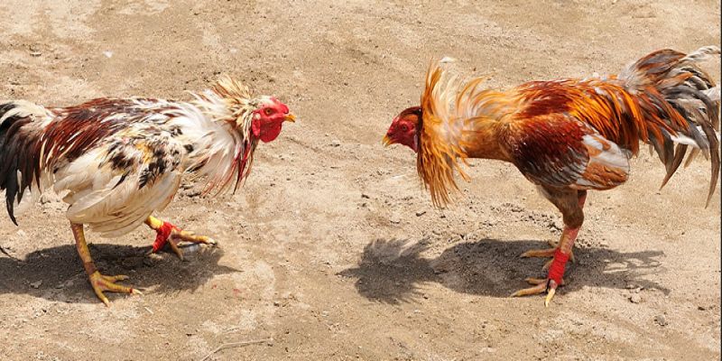 Tổng quan về đá gà và lịch đá gà Thomo