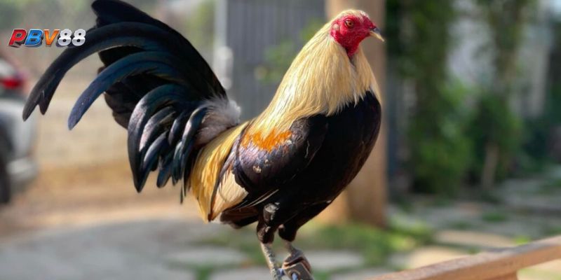 Tổng Quan Về Gà Tre Đá