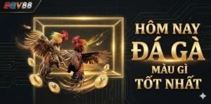 Hôm Nay Đá Gà Màu Gì Tốt Nhất Dễ Giành Chiến Thắng