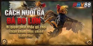 Cách nuôi gà đá bo lớn - Bí quyết phát triển gà chọi chân khỏe, thực chiến đỉnh cao