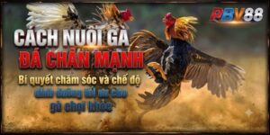 Cách nuôi gà đá chân mạnh - Bí quyết chăm sóc và chế độ dinh dưỡng tối ưu cho gà chọi khỏe
