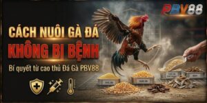 Cách nuôi gà đá không bị bệnh từ cao thủ Đá Gà PBV88