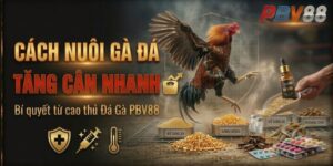 Cách nuôi gà đá tăng cân nhanh từ cao thủ Đá Gà PBV88