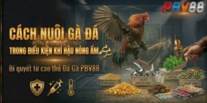 Cách nuôi gà đá trong điều kiện khí hậu nóng ẩm từ cao thủ Đá Gà PBV88