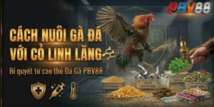Cách nuôi gà đá với cỏ linh lăng từ cao thủ Đá Gà PBV88