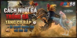 Cách nuôi gà trống đá tăng cơ bắp – Bí quyết luyện tập với thú 3D