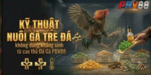 Kỹ thuật nuôi gà tre đá không dùng kháng sinh từ cao thủ Đá Gà PBV88