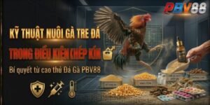 Kỹ thuật nuôi gà tre đá trong điều kiện khép kín từ cao thủ Đá Gà PBV88