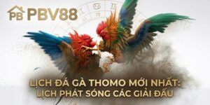 Lịch Đá Gà Thomo Mới Nhất: Lịch Phát Sóng Các Giải Đấu