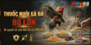 Thuốc nuôi gà đá bo lớn từ cao thủ Đá Gà PBV88